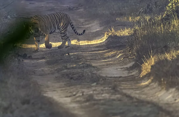 Wild Female Bengal Tiger Panthera Tigris Tigris Jim Corbett National — Stock Photo, Image