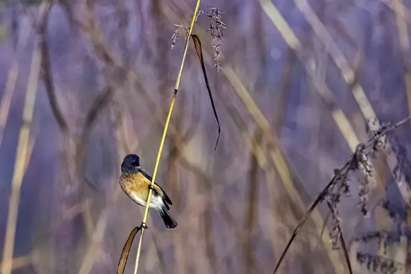 Perlisty Niebieski Niebieski Muchołówka Cyornis Rubeculoides Regionie Jim Corbett National — Zdjęcie stockowe