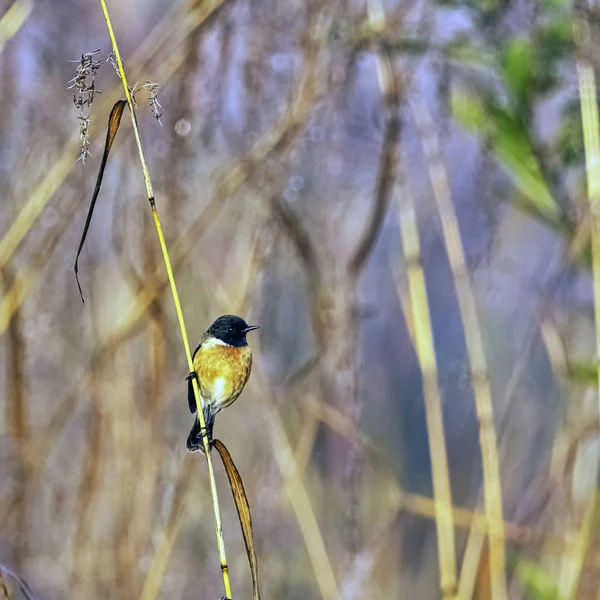 Perlisty Niebieski Niebieski Muchołówka Cyornis Rubeculoides Regionie Jim Corbett National — Zdjęcie stockowe