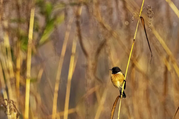 印度吉姆 科尔贝特国家公园蓝喉蓝色捕蝇器 — 图库照片