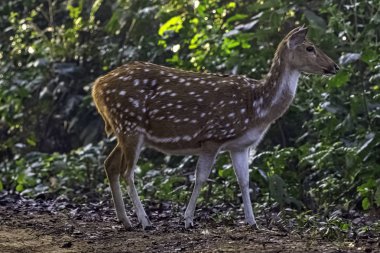 Benekli veya cheetal (eksen eksen) olarak da bilinen benekli geyik ya da eksen geyik dişi Jim Corbett Milli Parkı, Hindistan