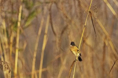 Mavi boğazlı mavi sinekkapan (Cyornis rubeculoides) Jim Corbett Milli Parkı, Hindistan
