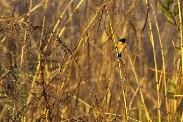Blaukehlschnäpper Cyornis Rubeculoides Jim Corbett Nationalpark Indien — Stockfoto