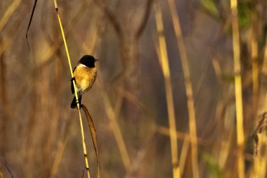 Mavi boğazlı mavi sinekkapan (Cyornis rubeculoides) Jim Corbett Milli Parkı, Hindistan