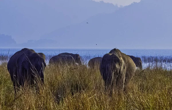 Indiase Olifant Elephas Maximus Indicus Met Ramganga Reservoir Achtergrond Jim — Stockfoto