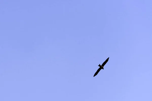 Indischer Seeadler Clanga Hastata Blauen Himmel Über Dem Jim Corbett — Stockfoto