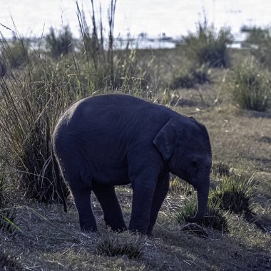 Bebek Hint fili (Elephas maximus indicus) Ramganga rezervuar ile arka planda - Jim Corbett Milli Parkı, Hindistan