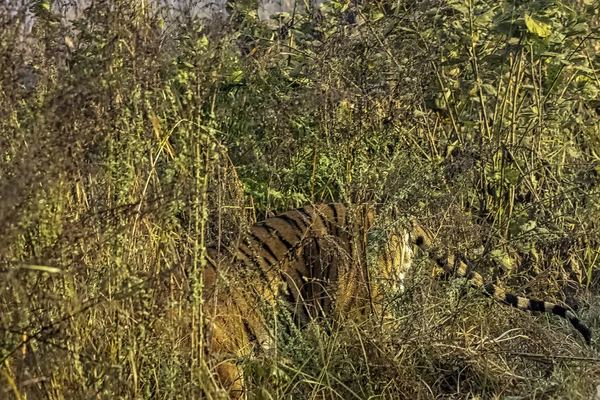 Tigre Salvaje Bengala Panthera Tigris Tigris Escondido Monte Parque Nacional —  Fotos de Stock