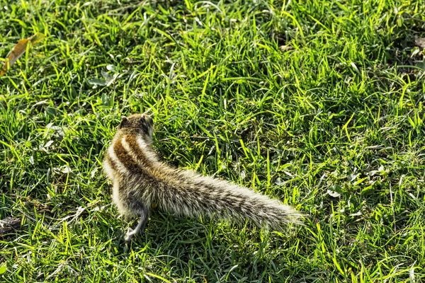 Indisches Palmenhörnchen Oder Dreistreifiges Palmenhörnchen Funambulus Palmarum Agra Uttar Pradesh — Stockfoto