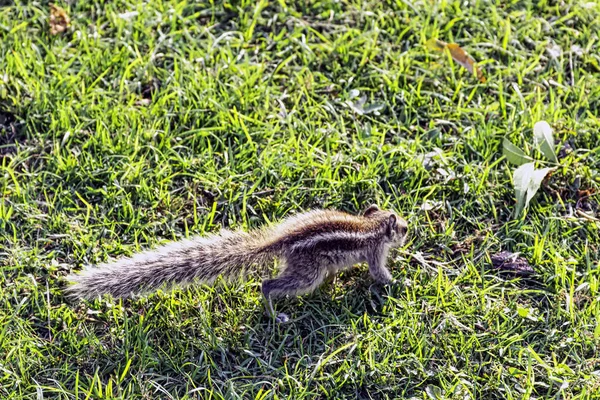 Wiewiórka Palmowa Lub Trzy Paski Palm Wiewiórka Funambulus Palmarum Agra — Zdjęcie stockowe