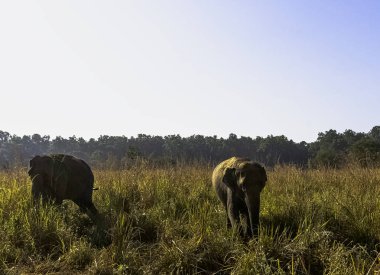 Hindistan 'daki Jim Corbett Ulusal Parkı' nda Hint filleri (Elephas maximus indicus)