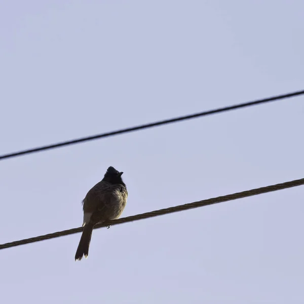 Central Indian Red Vented Bulbul Pycnonotus Cafer Humayuni Nova Deli — Fotografia de Stock