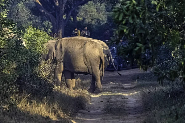 Sendero Bloqueado Por Elefantes Indios Elephas Maximus Indicus Parque Nacional — Foto de Stock