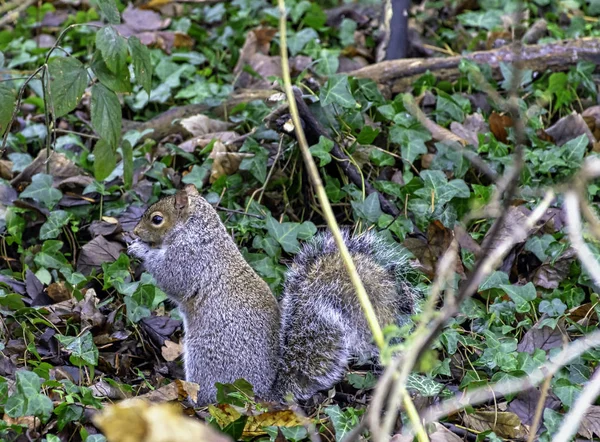 Östliches Grauhörnchen Sciurus Carolinensis Auf Dem Gras London Vereinigtes Königreich — Stockfoto