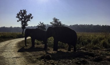 Hindistan 'daki Jim Corbett Ulusal Parkı' nda Hint filleri (Elephas maximus indicus)