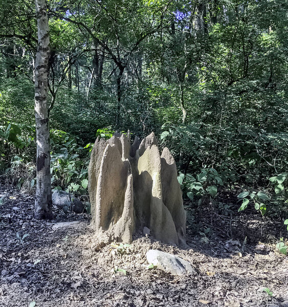 Termite Mound inside the jungle - Jim Corbett National Park, India