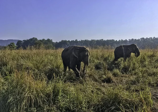 Индийские Слоны Elephas Maximus Indicus Национальном Парке Джима Корбелла Индия — стоковое фото