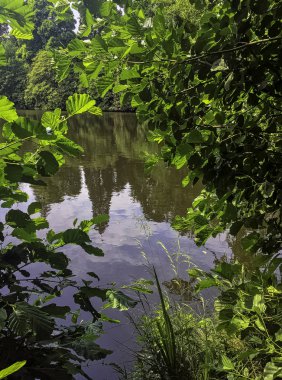 Shefield Gölü 'nün vahşi kısmı - Uckfield, Birleşik Krallık