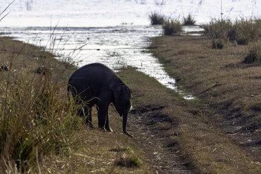 Bebek Hint fili (Elephas maximus indicus) Ramganga rezervuar ile arka planda - Jim Corbett Milli Parkı, Hindistan