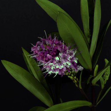 Ligustrum vulgare (yabani mahremiyet, aynı zamanda ortak mahremiyet veya Avrupa mahremiyeti olarak da bilinir) - Londra, İngiltere