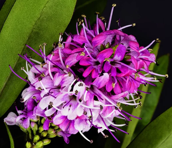 Ligustrum vulgare (wild privet, also known as common privet or European privet) - London, United Kingdom — Stock Image Ligustrum Vulgare Wild Privet Also Known Common Privet European Privet Stock Picture