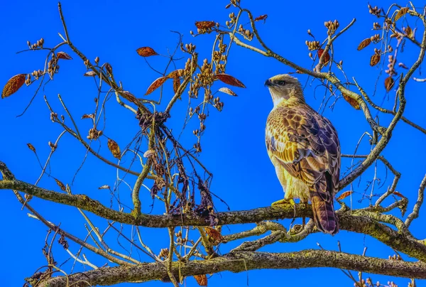 Águia Falcão Mutável Águia Falcão Crista Nisaetus Cirrhatus Parque Nacional — Fotografia de Stock