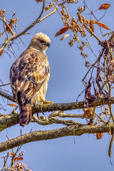 Águia Falcão Mutável Águia Falcão Crista Nisaetus Cirrhatus Parque Nacional — Fotografia de Stock