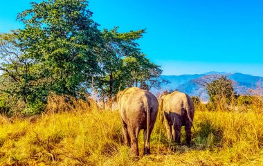 Hindistan 'daki Jim Corbett Ulusal Parkı' nda Hint filleri (Elephas maximus indicus)