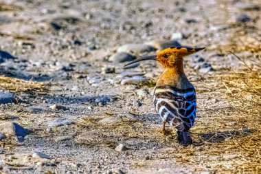 Jim Corbett Ulusal Parkı, Hindistan 'da Avrasya Hupoesi (Upupa epops)