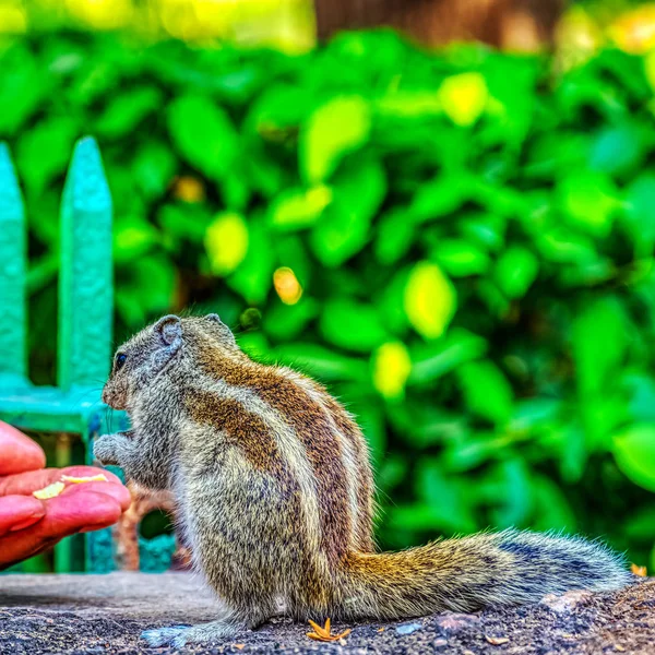 Fütterung Von Indischen Palmen Oder Dreistreifigen Palmenhörnchen Funambulus Palmarum New — Stockfoto