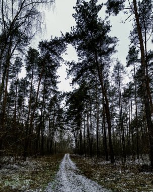 Kış Kampinos Milli Parkı'nda-Polonya