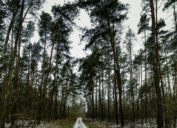 Hiver Dans Parc National Kampinos Pologne — Photo