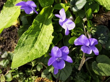 Ahşap, tatlı, İngilizce, yaygın bilinen viola odorata, çiçekçi'nın veya Bahçe Menekşe - vahşi bahar çiçekleri İngiliz Park - Stowe, Buckinghamshire, İngiltere