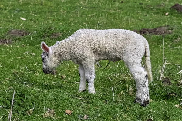 イギリスのバッキンガムシャー州ストウにある赤ちゃんの国内羊 Ovis Ories — ストック写真