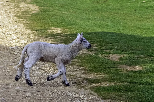 イギリスのバッキンガムシャー州ストウにある赤ちゃんの国内羊 Ovis Ories — ストック写真