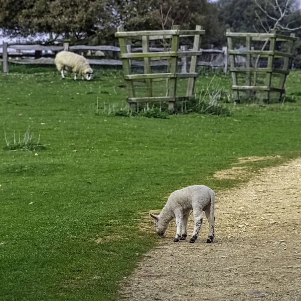 Får För Spädbarn Ovis Aries Stowe Buckinghamshire Förenade Kungariket — Stockfoto