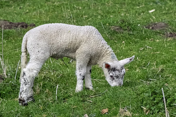 Baby Hausschafe Ovis Aries Stowe Buckinghamshire Großbritannien — Stockfoto