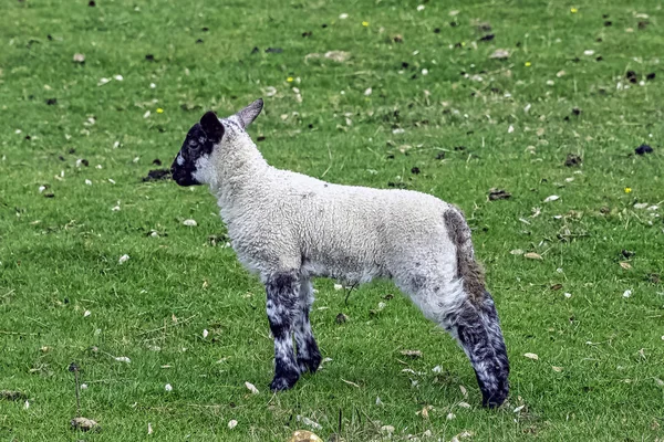 Baby Domestic Sheep Ovis Aries Stowe Buckinghamshire Reino Unido — Foto de Stock