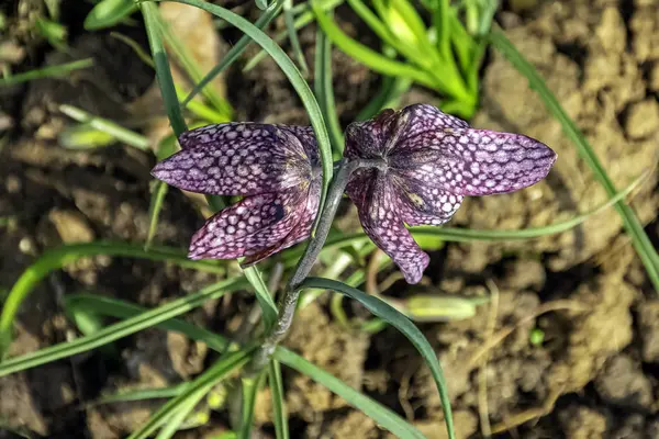 Fritillaria Meleagris Nota Come Giglio Lebbroso Testa Serpente Fritillaria Fiore — Foto Stock