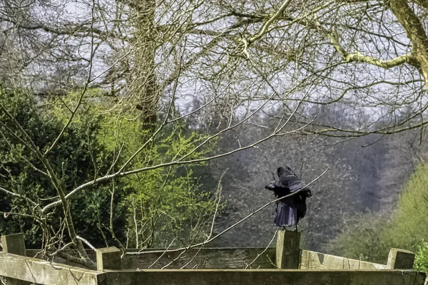 Common raven (Corvus corax), also known as northern raven in Stowe, Buckinghamshire, United Kingdom