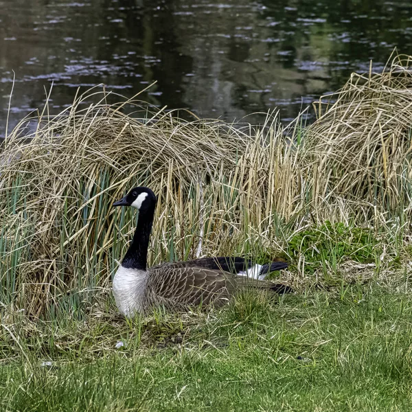 Canada Goose Branta Canadensis Stowe Buckinghamshire United Kingdom — Stock Photo, Image