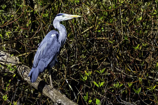 Volně Žijící Volavka Obecná Ardea Cinerea Britském Parku — Stock fotografie