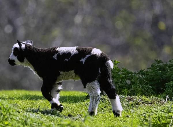 Baby Tama Får Ovis Aries — Stockfoto