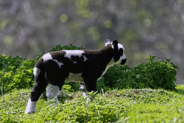 赤ちゃんの家畜羊 オビスアリエス — ストック写真