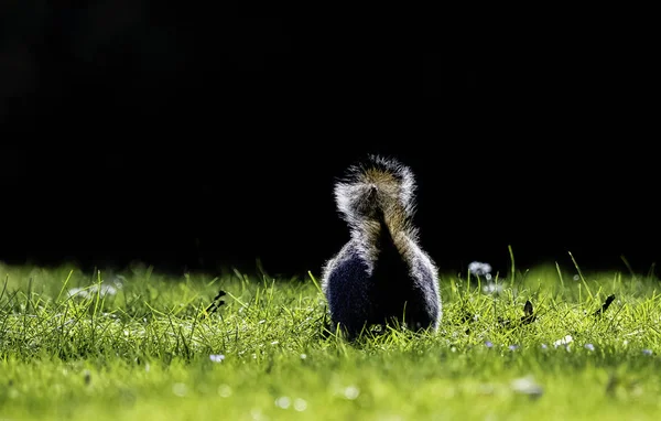 Östliches Grauhörnchen Sciurus Carolinensis Britischen Park — Stockfoto