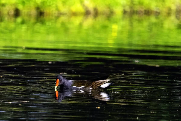 ユーラシアの一般的なムーヘン ガリヌラクロロプス も湿地鶏 水鶏と湿地の鶏として知られている 八角形湖で泳ぐ — ストック写真