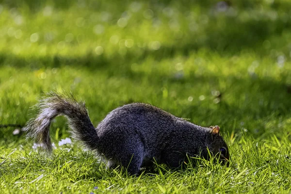 Östliches Grauhörnchen Sciurus Carolinensis Britischen Park — Stockfoto