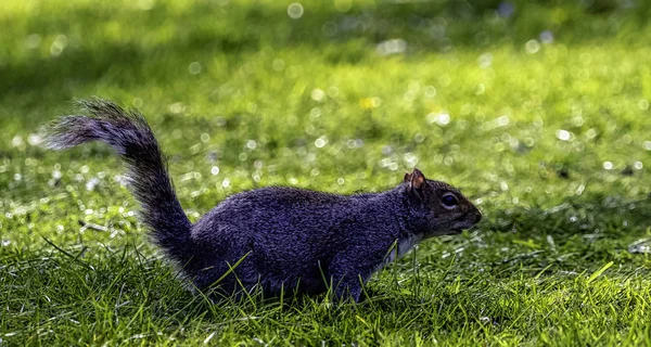 Szara Wiewiórka Wschodnia Sciurus Carolinensis Parku Brytyjskim — Zdjęcie stockowe