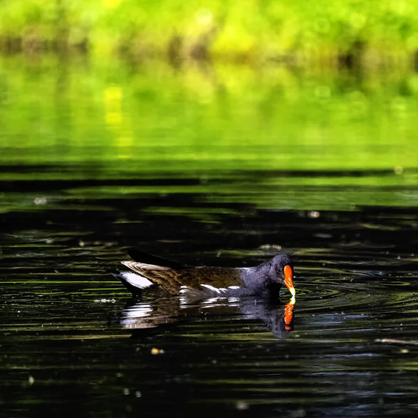 ユーラシアの一般的なムーヘン ガリヌラクロロプス も湿地鶏 水鶏と湿地の鶏として知られている 八角形湖で泳ぐ — ストック写真