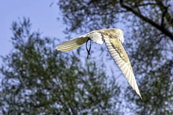 Flygande Vanlig Laduuggla Tyto Alba — Stockfoto